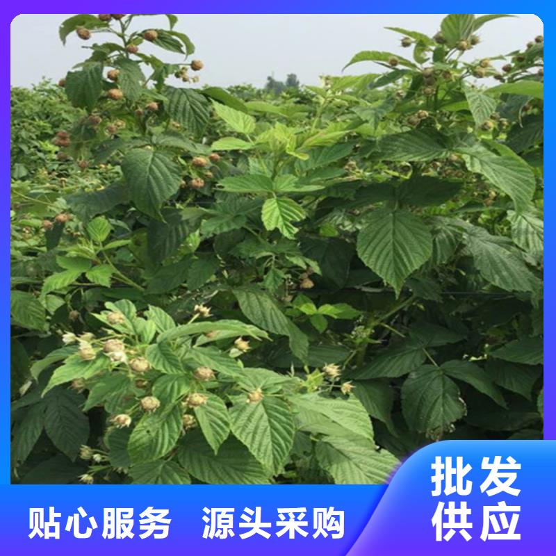 树莓苹果苗品牌专营