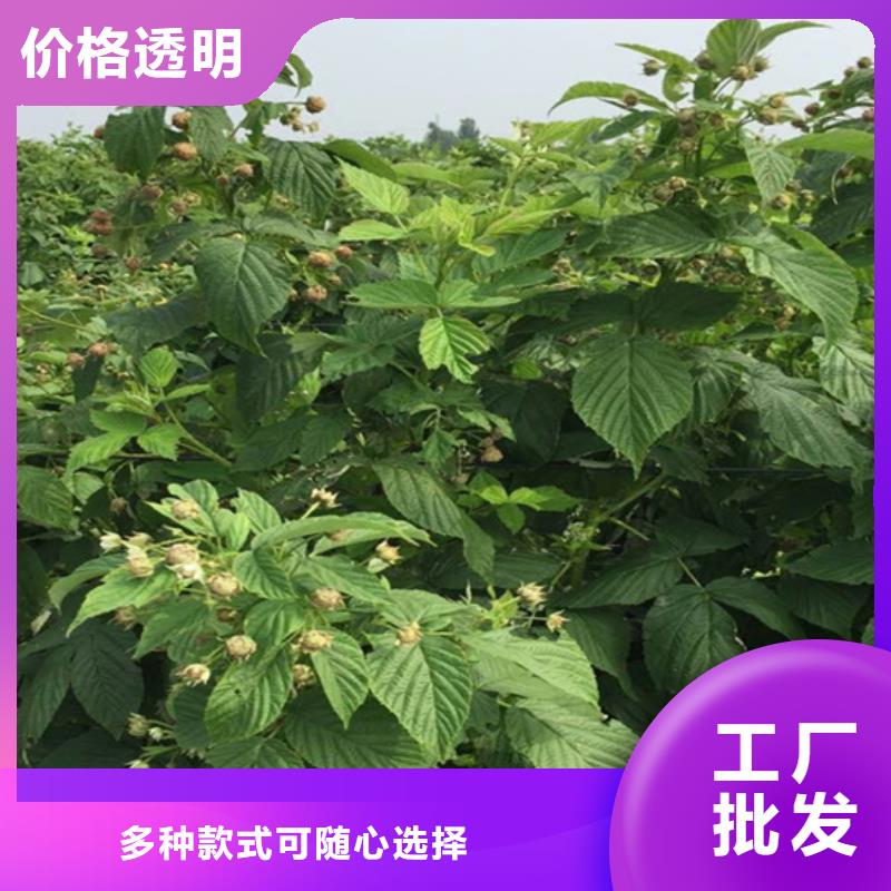 树莓-樱桃苗现货实拍