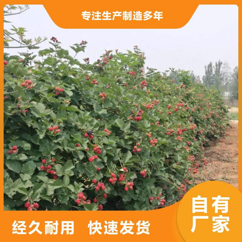 树莓西瓜番石榴苗拥有多家成功案例