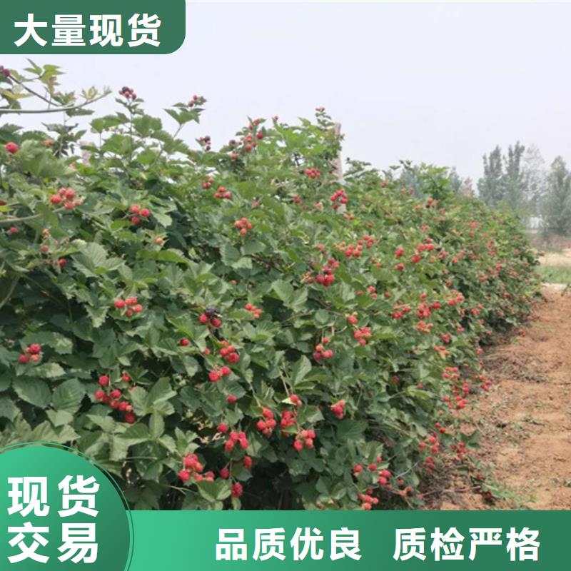 树莓西瓜番石榴苗拥有多家成功案例