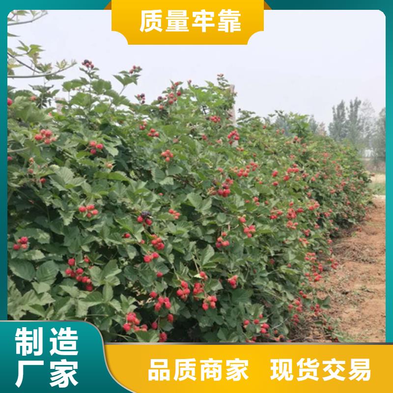 树莓_奶油草莓用品质赢得客户信赖