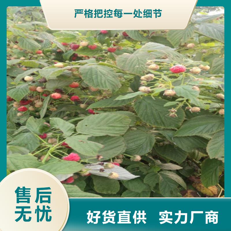 树莓西瓜番石榴苗拥有多家成功案例