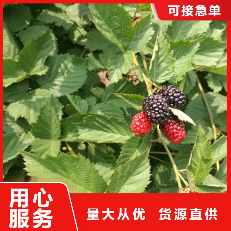树莓【3公分软籽石榴苗】厂家
