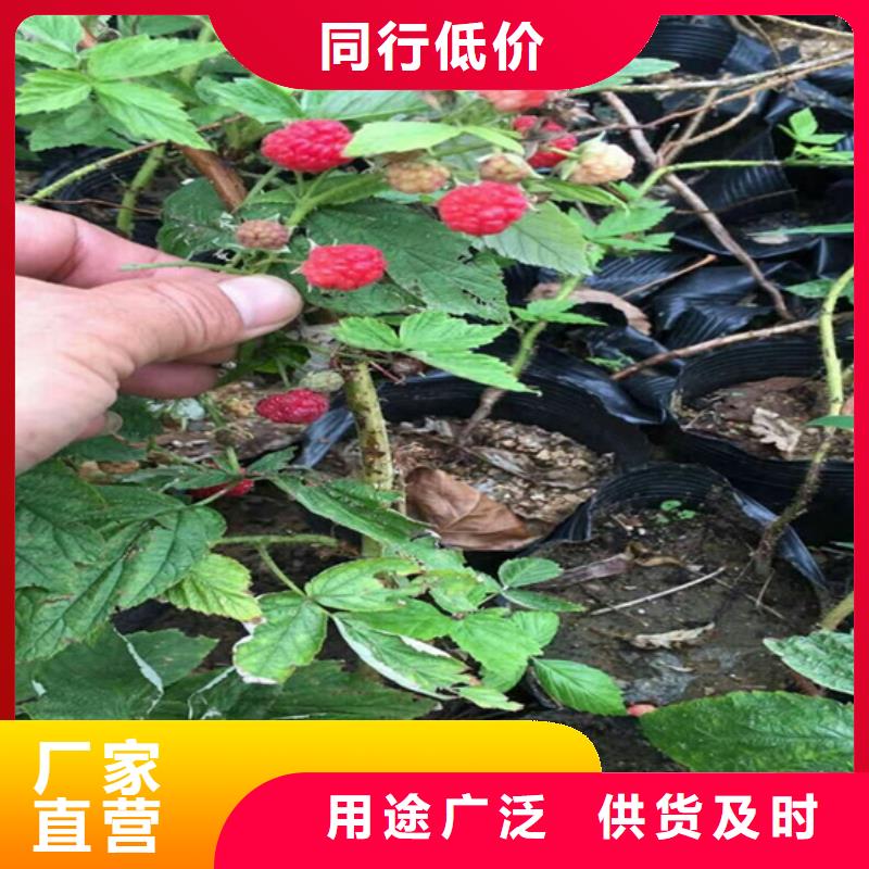 树莓【苹果苗】拥有多家成功案例