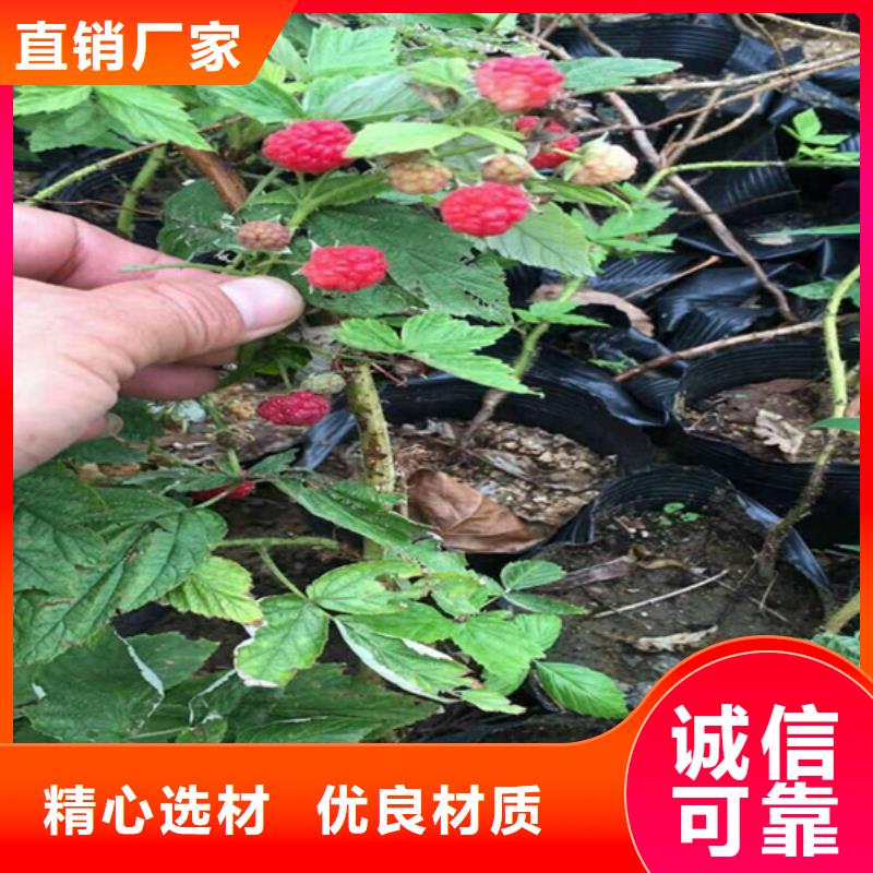 树莓西瓜番石榴苗拥有多家成功案例