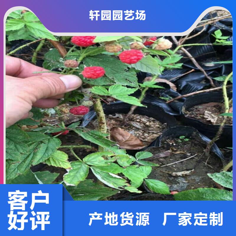 树莓梨树苗实体诚信经营