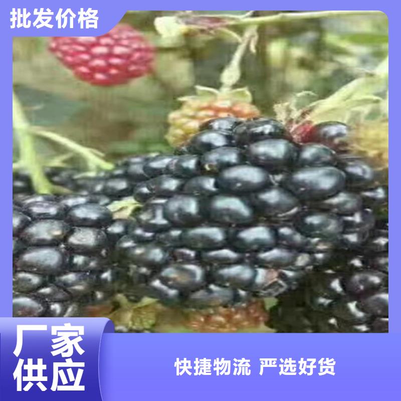 树莓【3公分软籽石榴苗】厂家