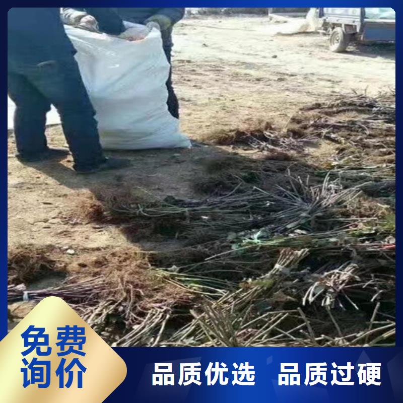 树莓桃树苗用心做好细节
