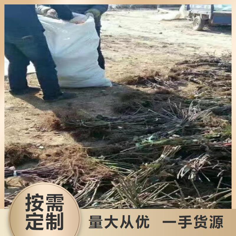 【树莓】樱桃苗合作共赢