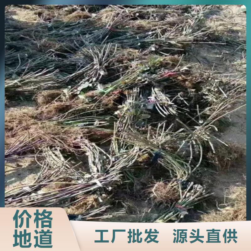 树莓-苹果苗实力厂家
