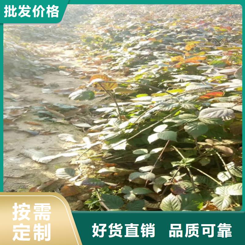 树莓_樱桃苗真正让利给买家
