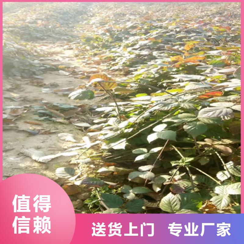 树莓梨树苗实体诚信经营