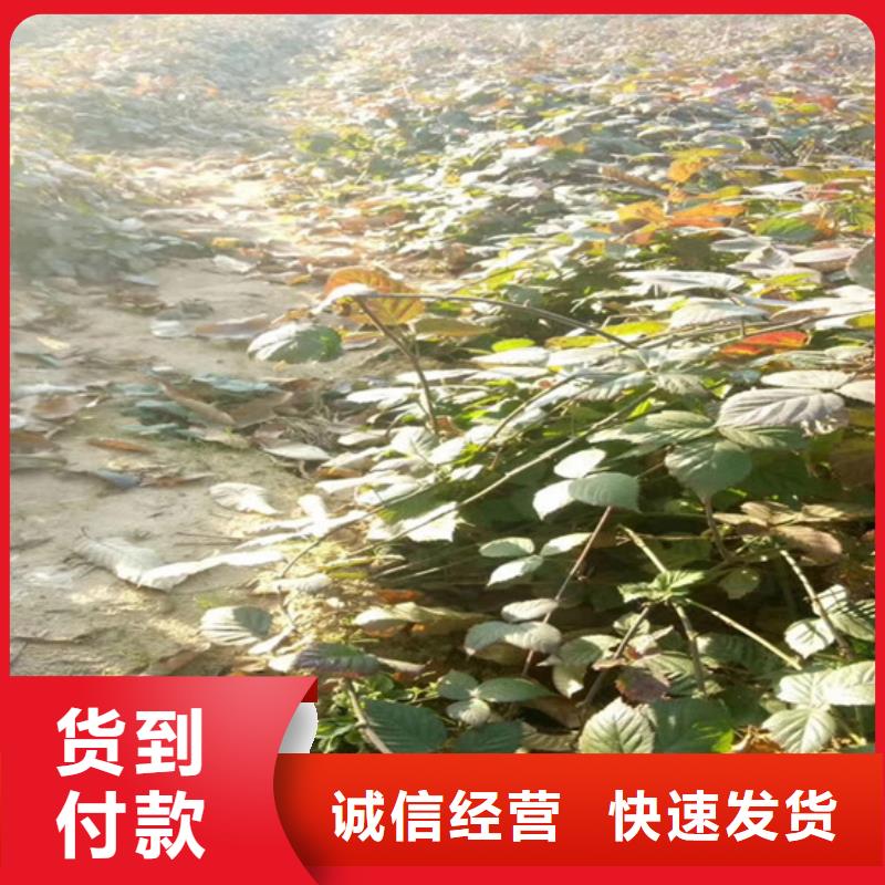 树莓桃树苗价格实惠
