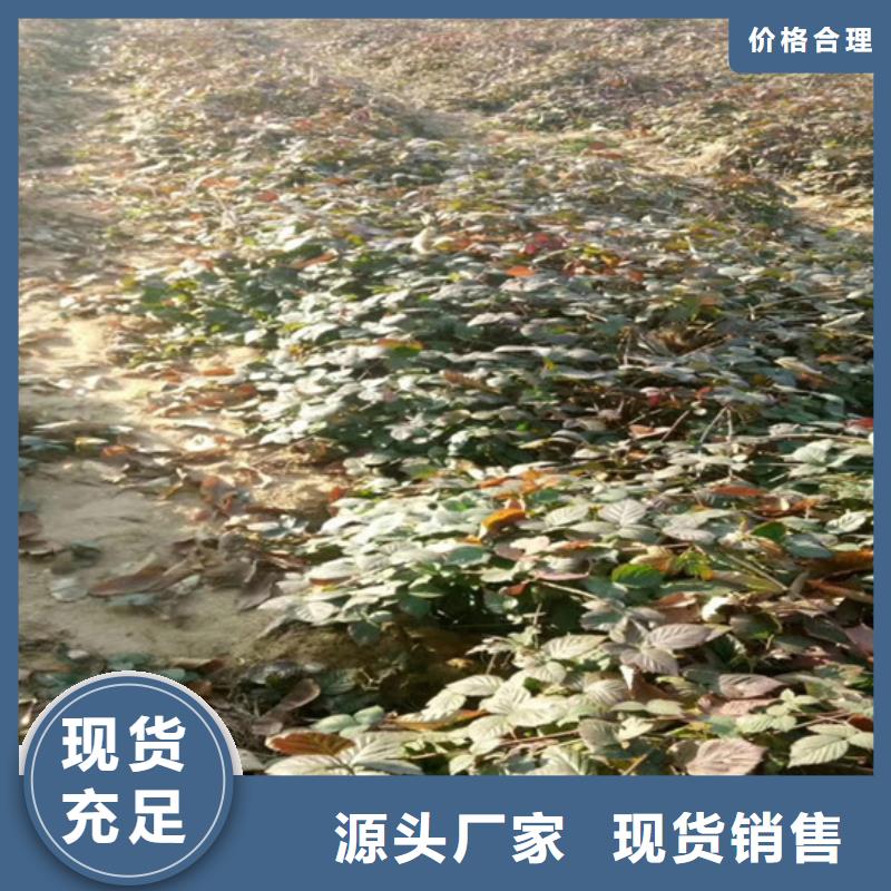 树莓猕猴桃苗安心购