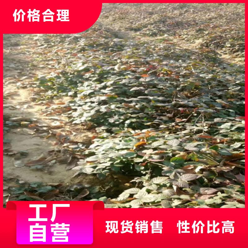 树莓_苹果苗自有生产工厂