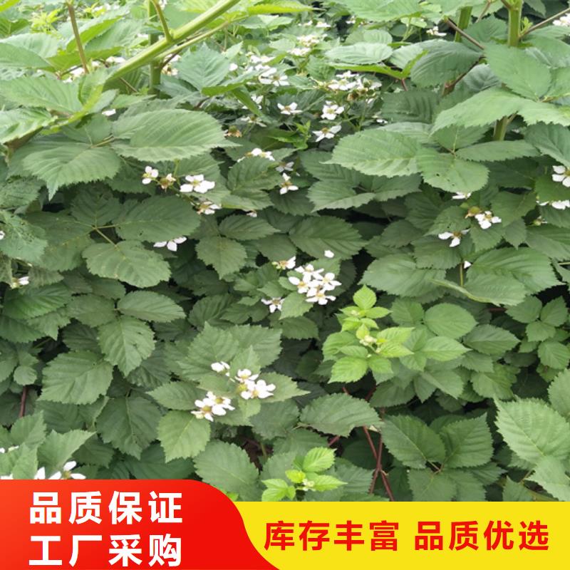 树莓樱桃苗免费获取报价