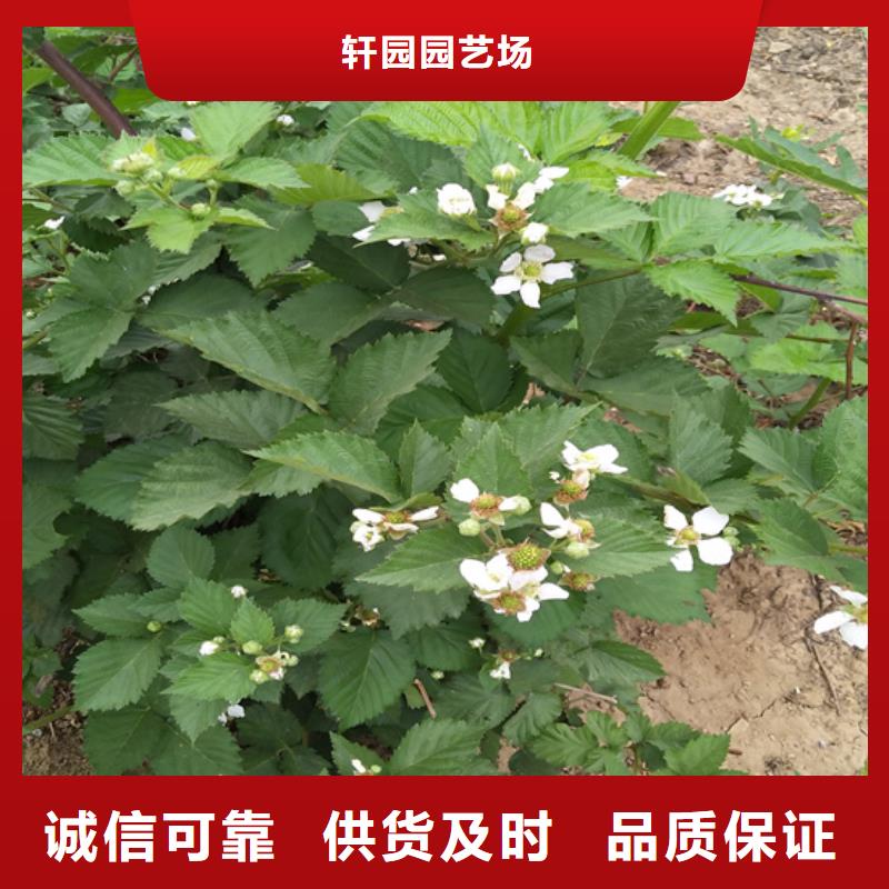 树莓,北美冬青源头厂源头货