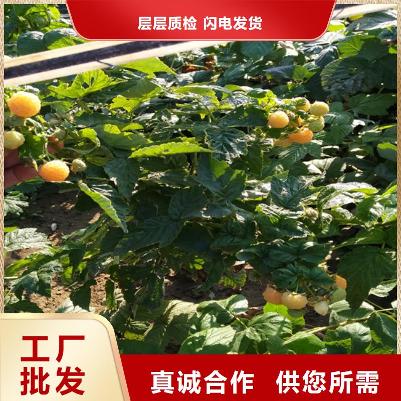 树莓梨树苗产品性能