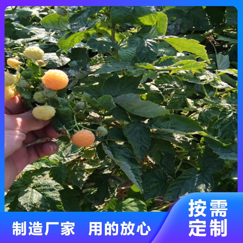 树莓,北美冬青源头厂源头货