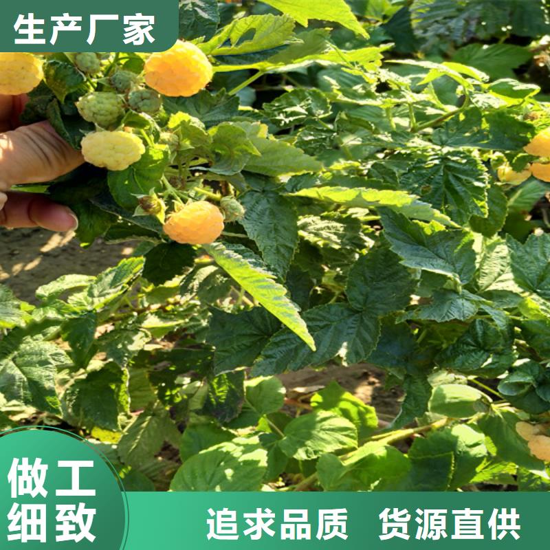 树莓【3公分软籽石榴苗】厂家