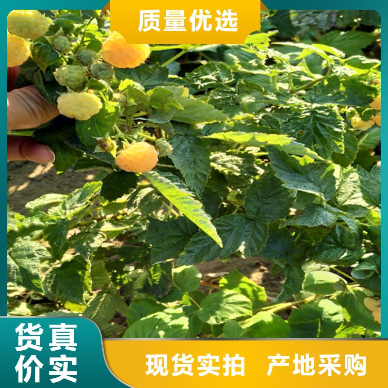 树莓,草莓苗符合行业标准