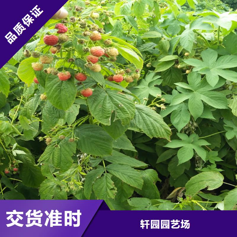 树莓_樱桃苗匠心工艺