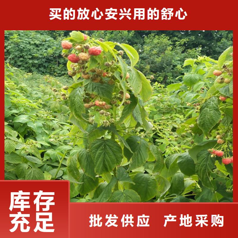 树莓【花椒苗】正规厂家
