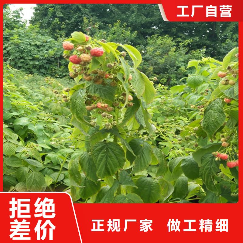树莓梨树苗产品性能
