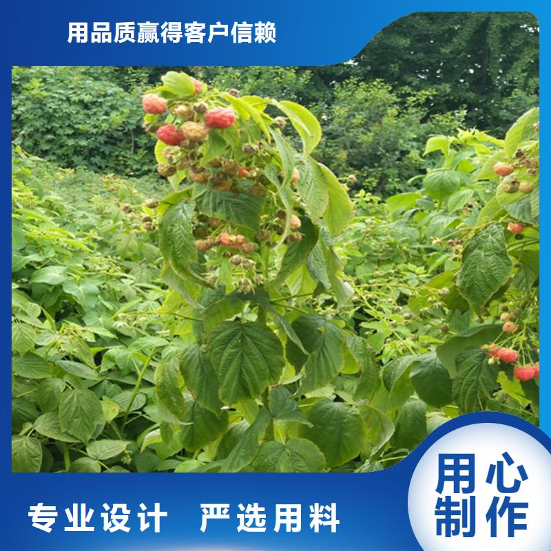 树莓【猕猴桃苗】满足您多种采购需求