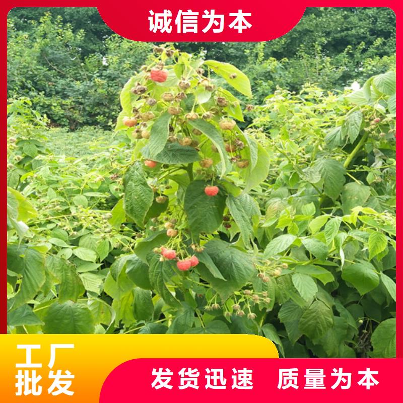 树莓_樱桃苗匠心工艺