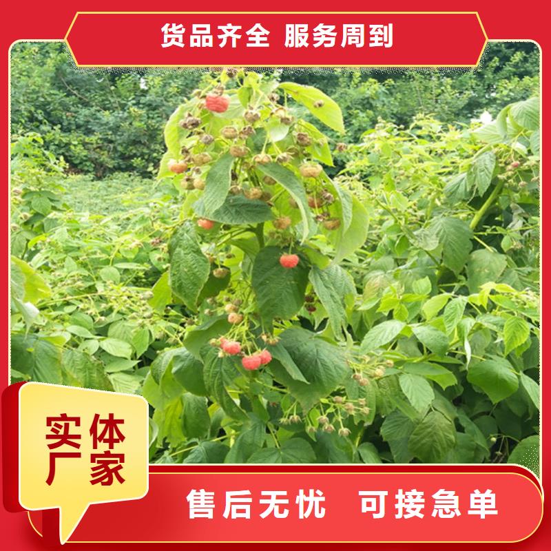 树莓【苹果苗】拥有多家成功案例