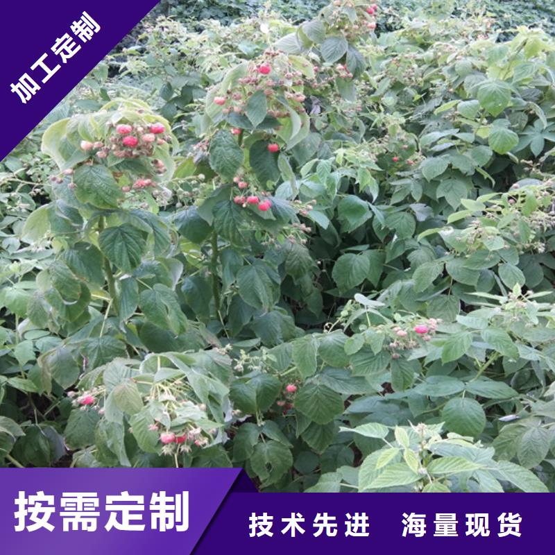 树莓_樱桃苗匠心工艺