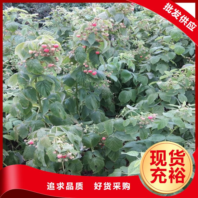 树莓苹果苗客户信赖的厂家