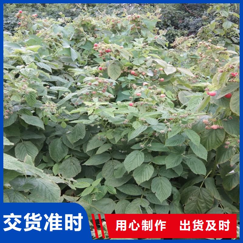 【树莓樱桃苗研发生产销售】