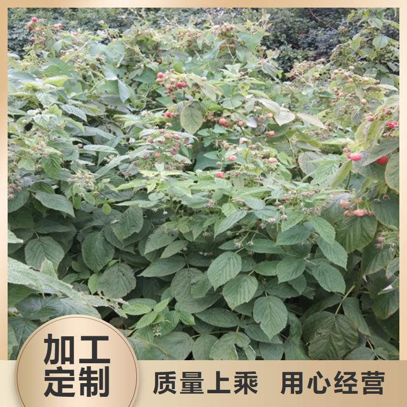 树莓草莓苗厂家直接面向客户