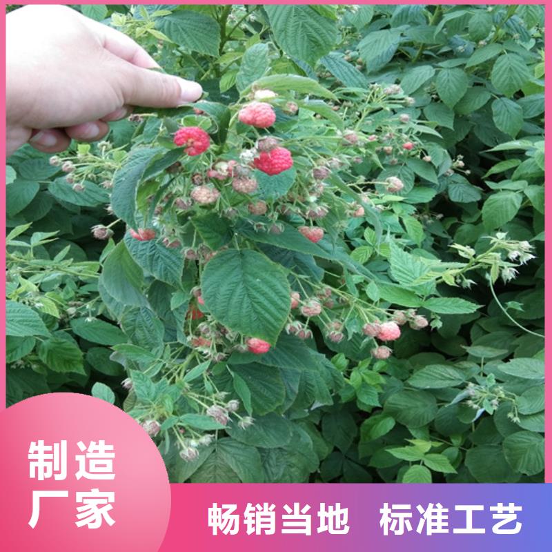 树莓草莓苗厂家直接面向客户