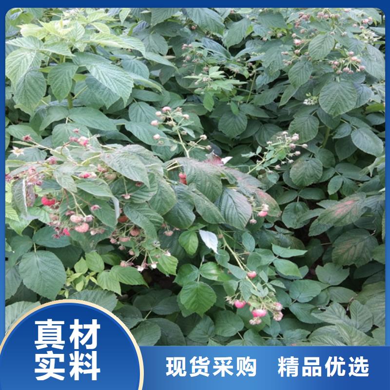 树莓_樱桃苗匠心工艺