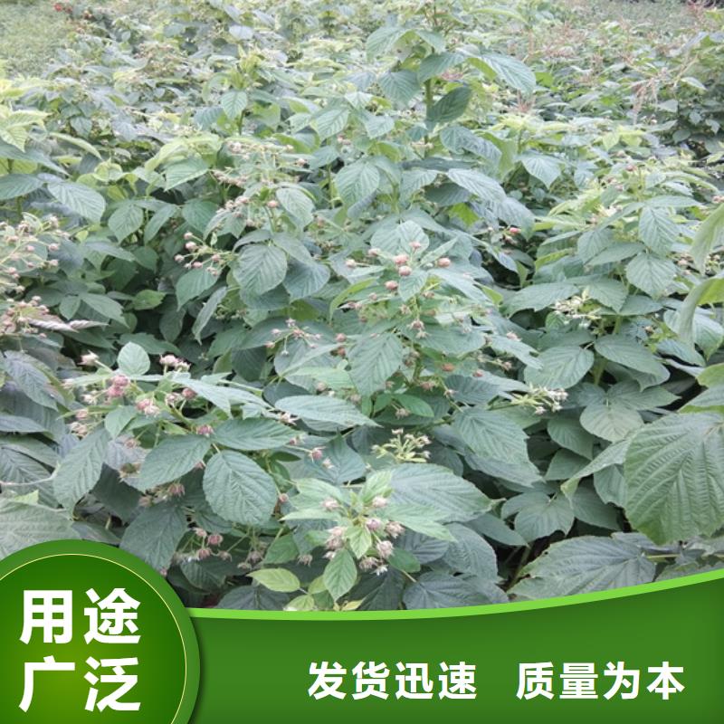 树莓草莓苗厂家直接面向客户