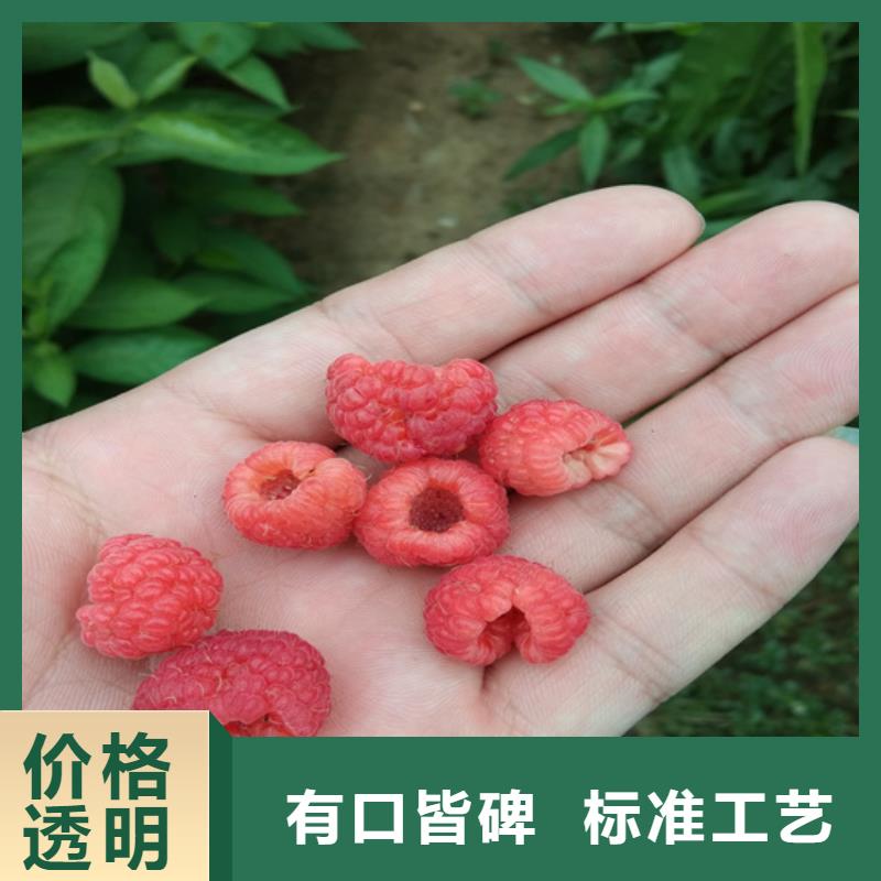 【树莓樱桃苗研发生产销售】