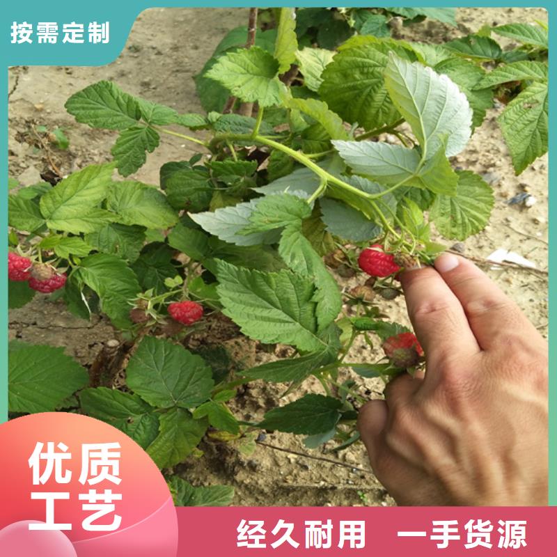 树莓【3公分软籽石榴苗】厂家