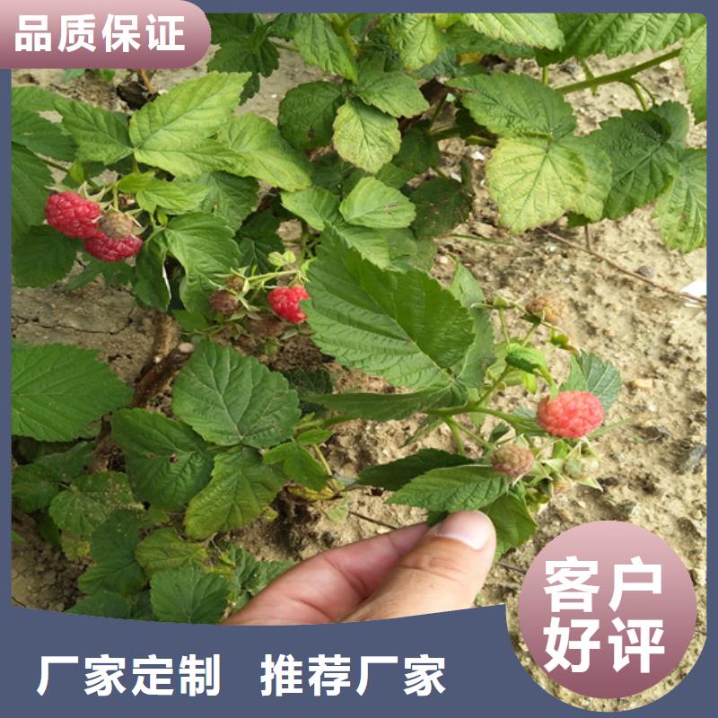树莓-樱桃苗现货实拍