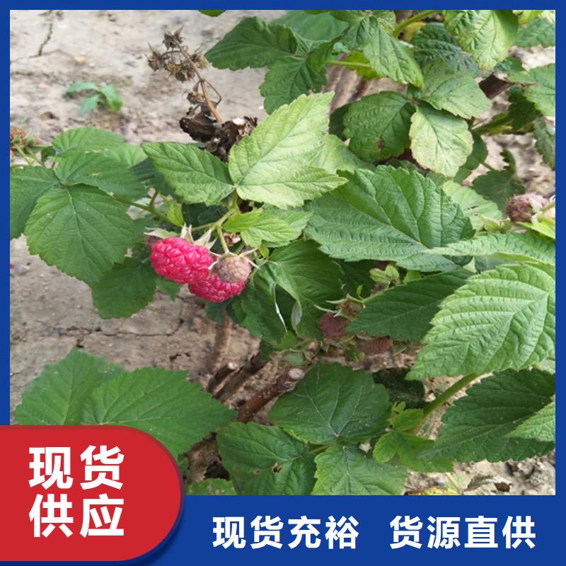 树莓-石榴苗用好材做好产品