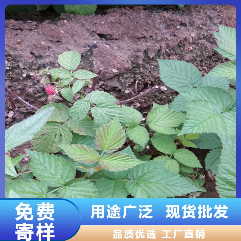 树莓猕猴桃苗安心购