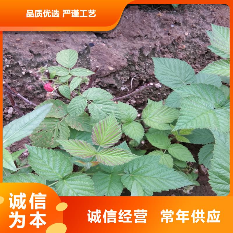 树莓_苹果苗自有生产工厂