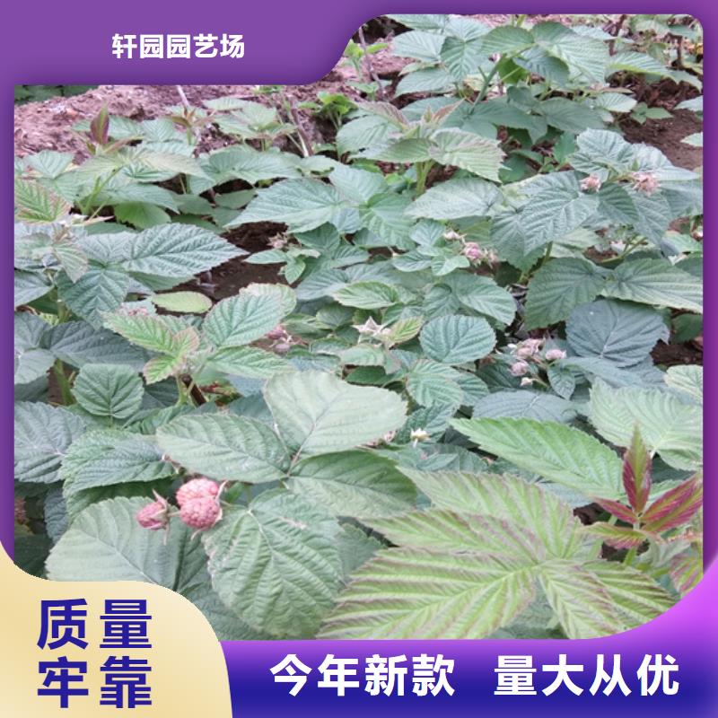 树莓【蓝莓苗】品质优选