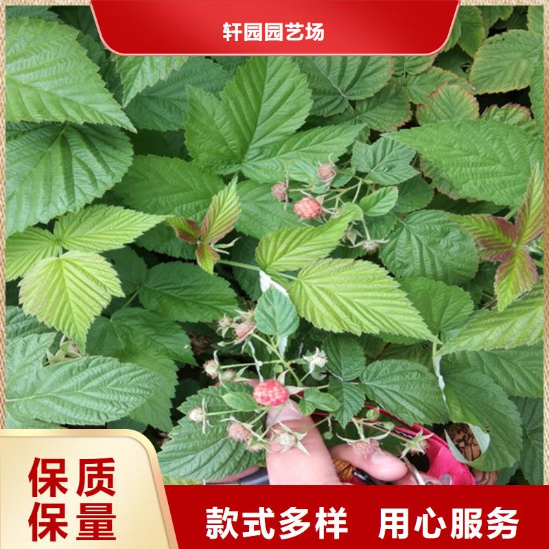 树莓_苹果苗自有生产工厂