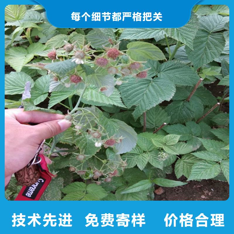 树莓石榴树品质做服务