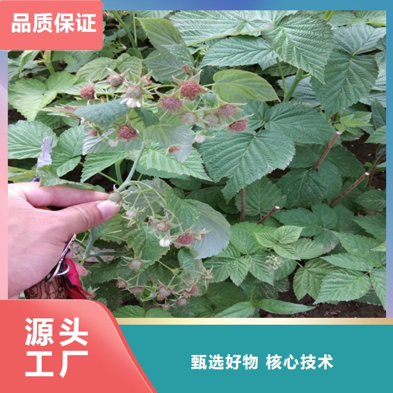 树莓草莓苗厂家直接面向客户