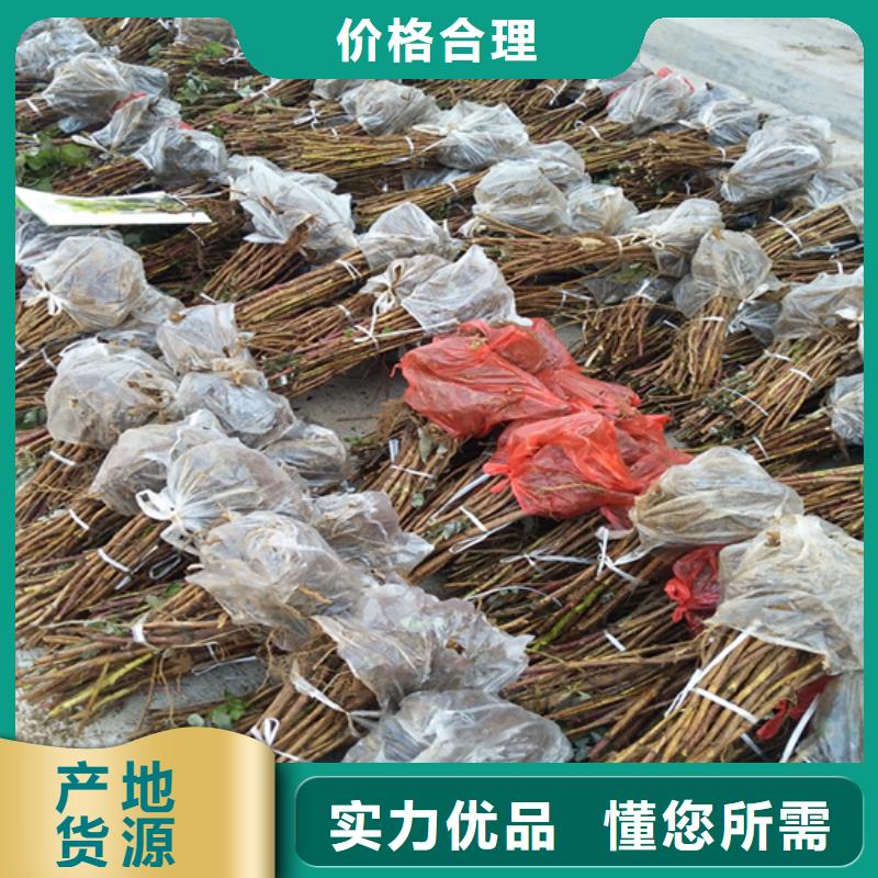 树莓_奶油草莓用品质赢得客户信赖