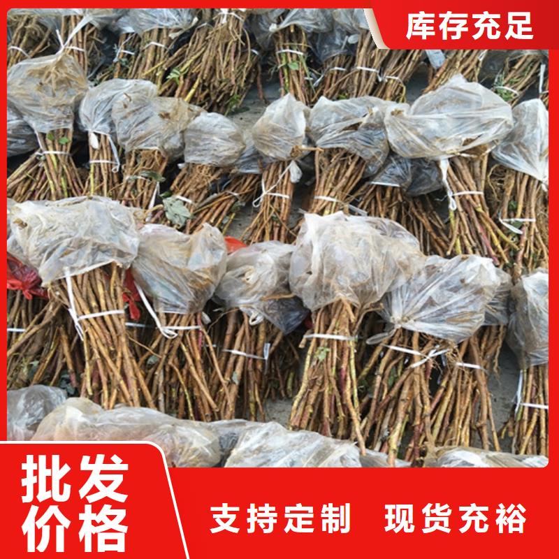 树莓【无花果苗】为您精心挑选